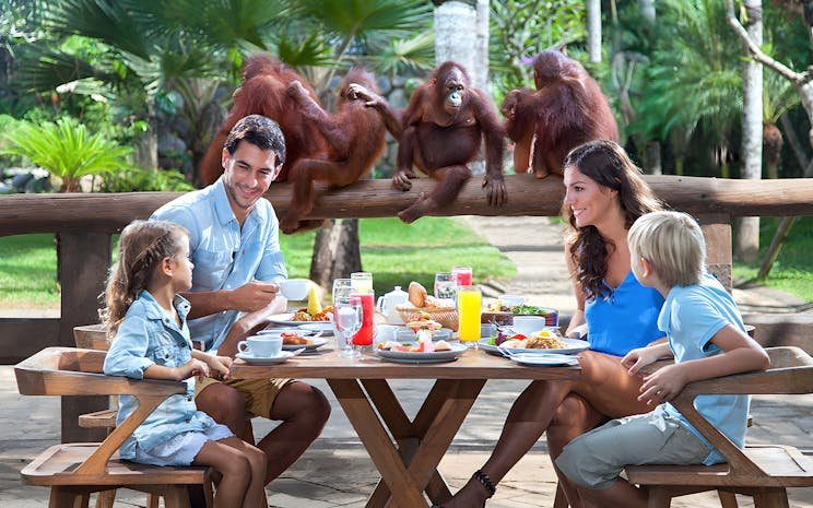 Orangutanlarla Kahvaltı – Bali DRL Family Group