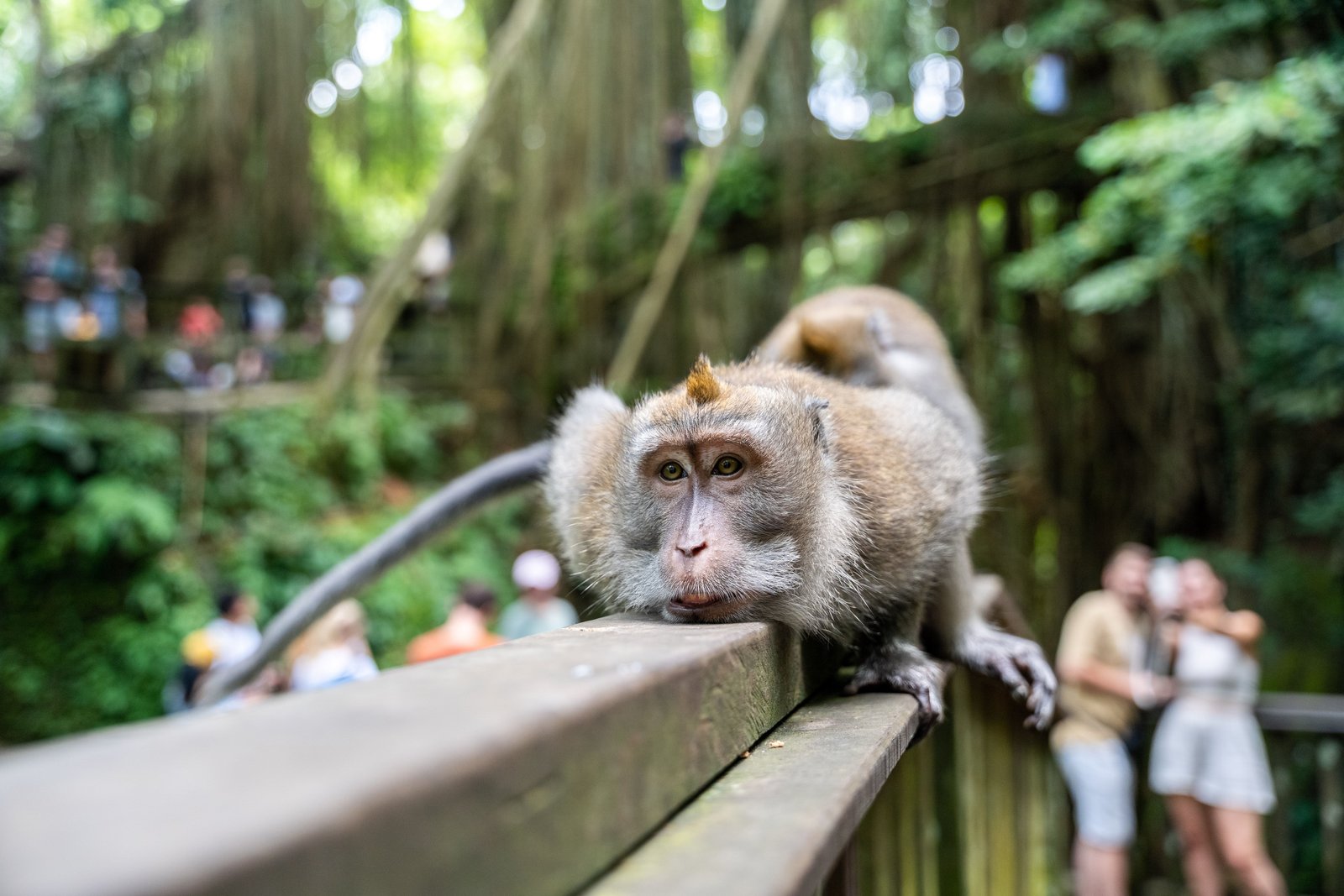 Sacred Monkey Forest lokasyon görseli