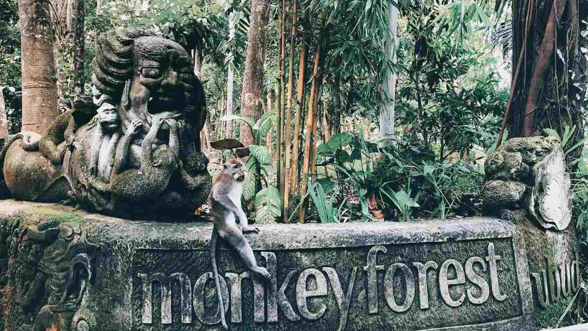 Monkey Forest & Tirta Empul & Luwak Kahve & Alas Harum